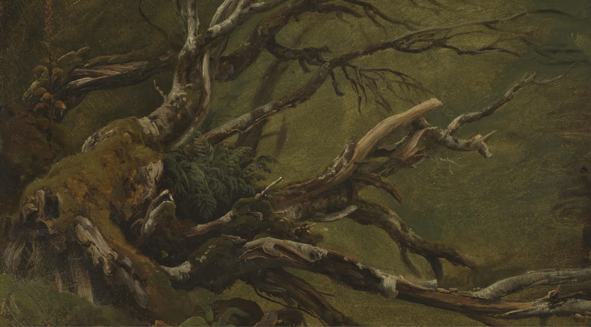 Study of Decaying Tree