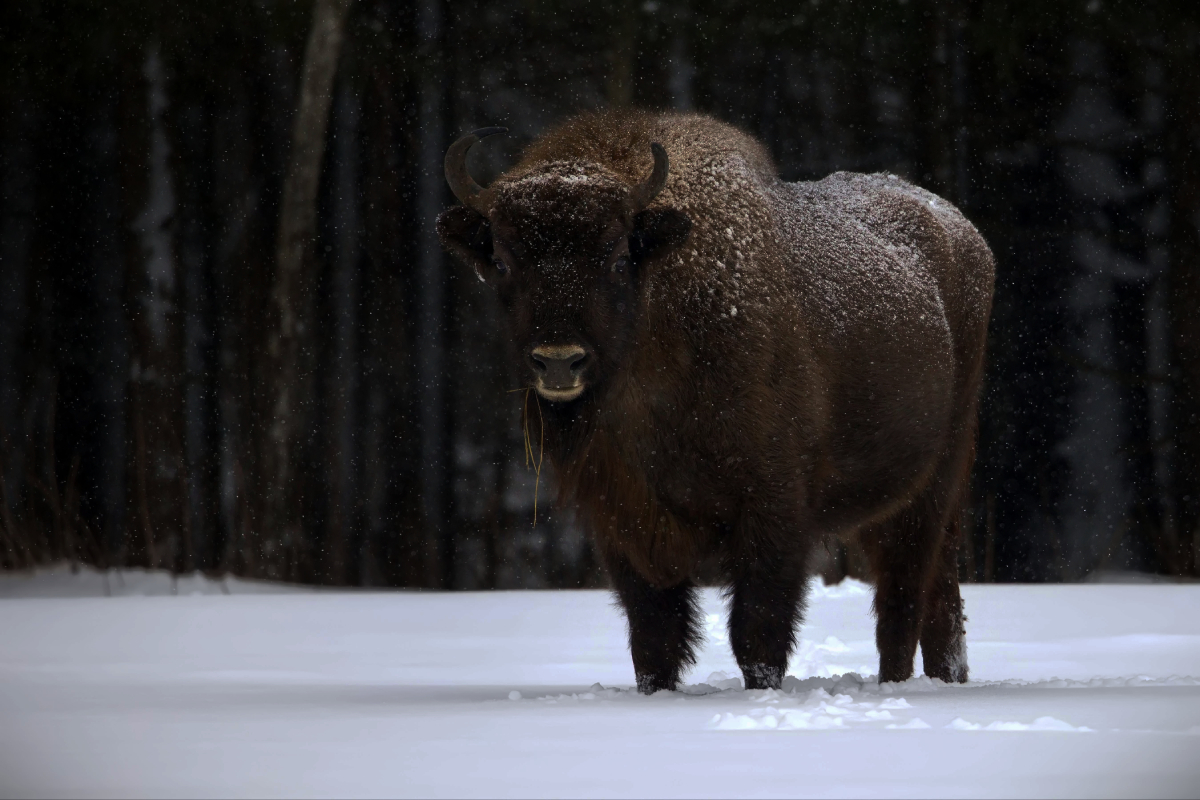 American Continent 01